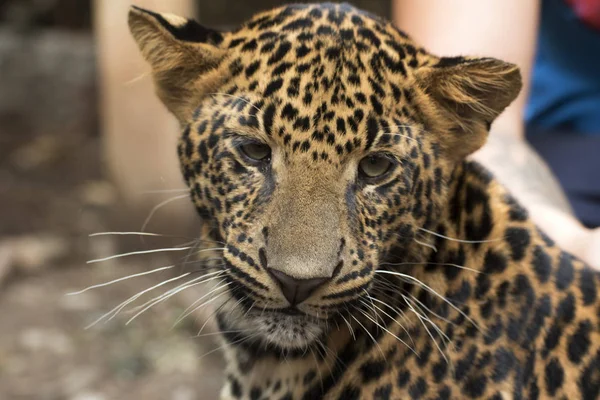 Belo leopardo mantido em cativeiro — Fotografia de Stock