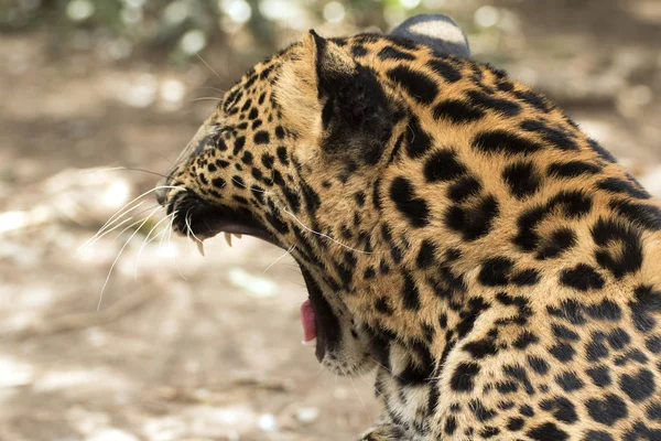 Beau léopard tenu en captivité — Photo
