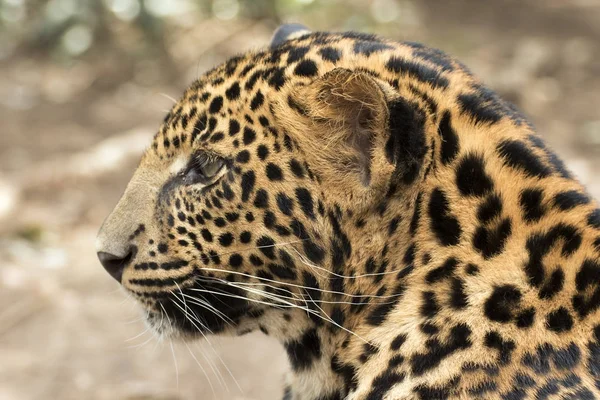 Beautiful leopard held in captivity — Stock Photo, Image