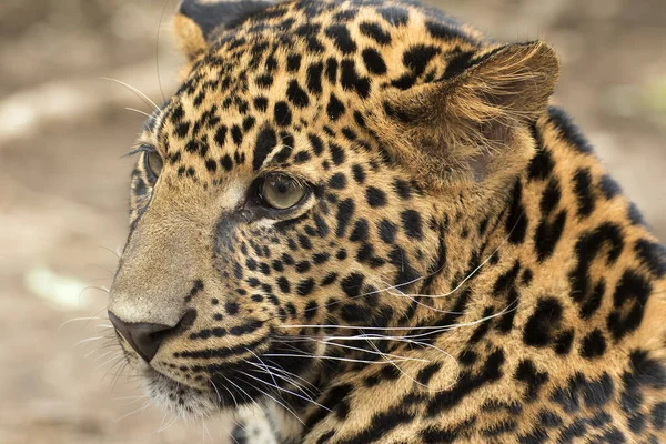 Hermoso leopardo en cautiverio — Foto de Stock