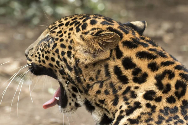 Bellissimo leopardo tenuto in cattività — Foto Stock