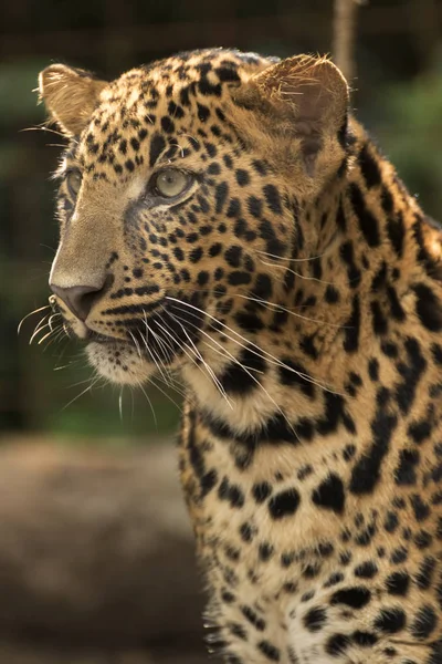 Beautiful leopard held in captivity — Stock Photo, Image