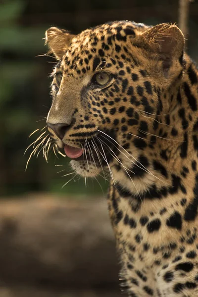 Beautiful leopard held in captivity — Stock Photo, Image