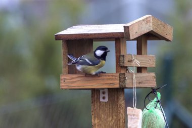 Sonbaharda bir besleme yuvasına yem başlıkları