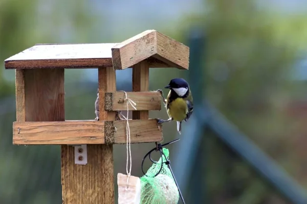 Titles feed in a feeder in autumn — Stock Photo, Image