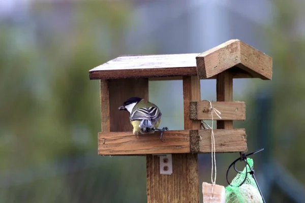 Titels feed in een feeder in de herfst — Stockfoto