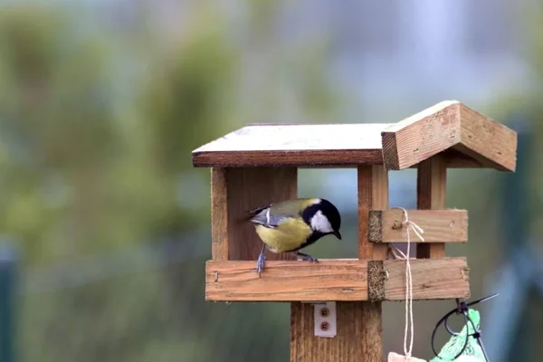 Los títulos se alimentan en un comedero en otoño —  Fotos de Stock