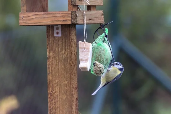 Titles feed in a feeder in autumn