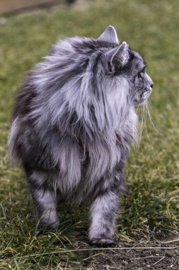 Bahar doğa güzel Rakun