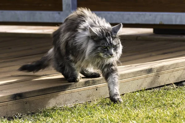 Beautiful coon in nature in spring — Stock Photo, Image