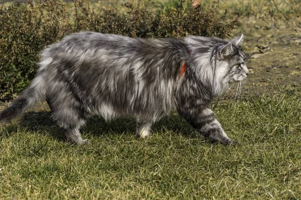 Schöner Kokon in der Natur im Frühling — Stockfoto