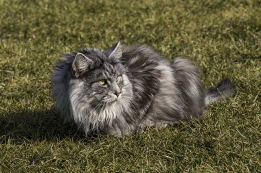 Bahar doğa güzel Rakun