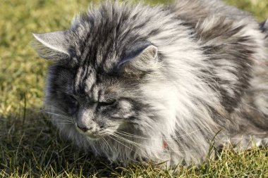 Bahar doğa güzel Rakun