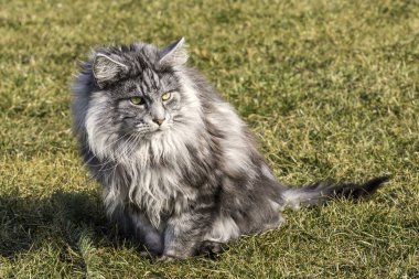 Bahar doğa güzel Rakun