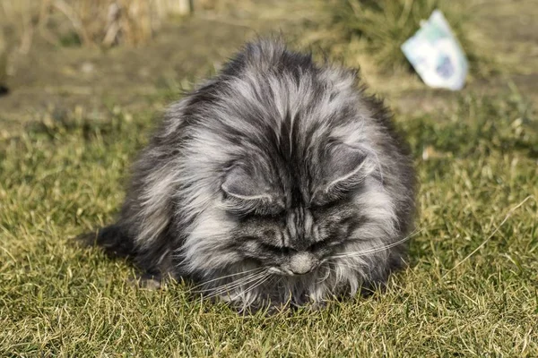 Hermoso mapache en la naturaleza en primavera —  Fotos de Stock