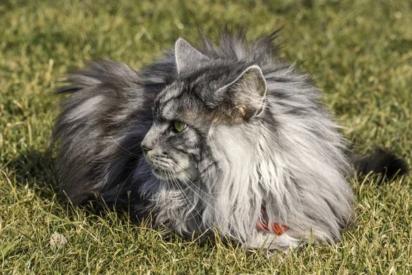 Beautiful coon in nature in spring — Stock Photo, Image