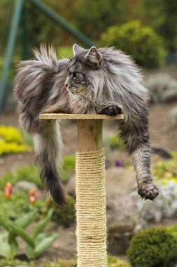 Bahar doğa güzel Rakun