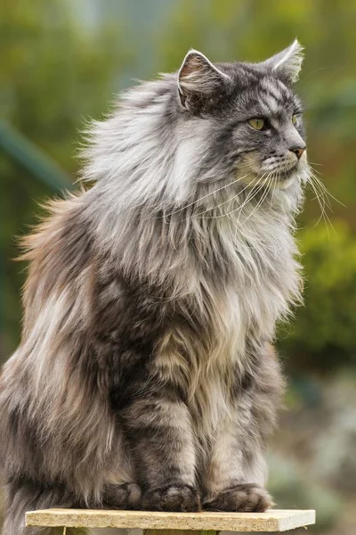 Beautiful coon in nature in spring — Stock Photo, Image