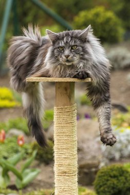 Bahar doğa güzel Rakun