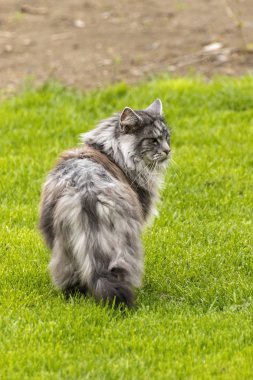 Bahar doğa güzel Rakun