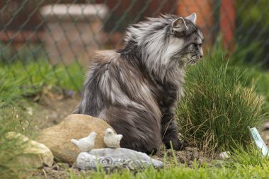 Bahar doğa güzel Rakun