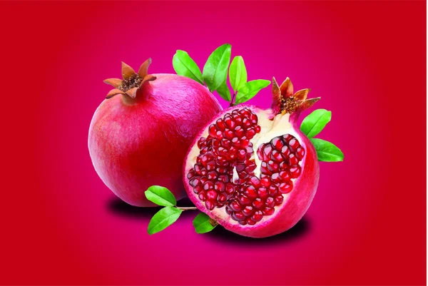 Nar Granatapfelfrucht Illustration — Stockvektor