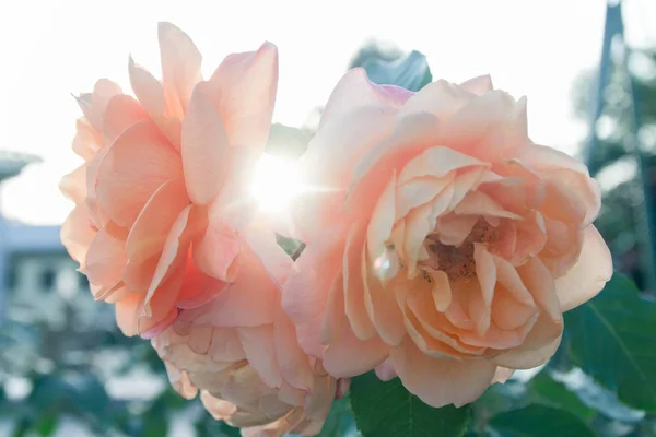 Güneşli güzel pembe güller.