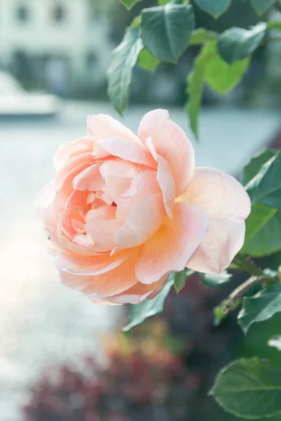 Güneşli güzel pembe güller.