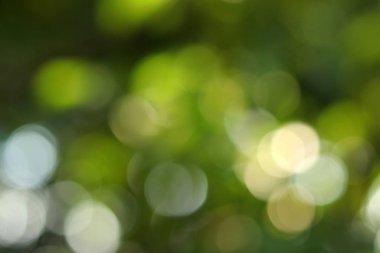 Soyut bokeh yeşil arkaplan ve yeşil bulanık arkaplan ve bahar arka planında doğal bulanıklık