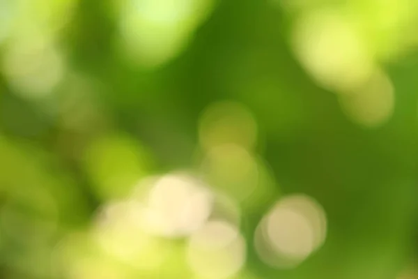 Абстрактний Боке Зелений Фон Зелений Розмитий Фон Розмитість Природному Весняному — стокове фото