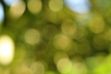 Soyut bokeh yeşil arkaplan ve yeşil bulanık arkaplan ve bahar arka planında doğal bulanıklık