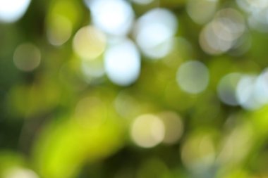 Soyut bokeh yeşil arkaplan ve yeşil bulanık arkaplan ve bahar arka planında doğal bulanıklık