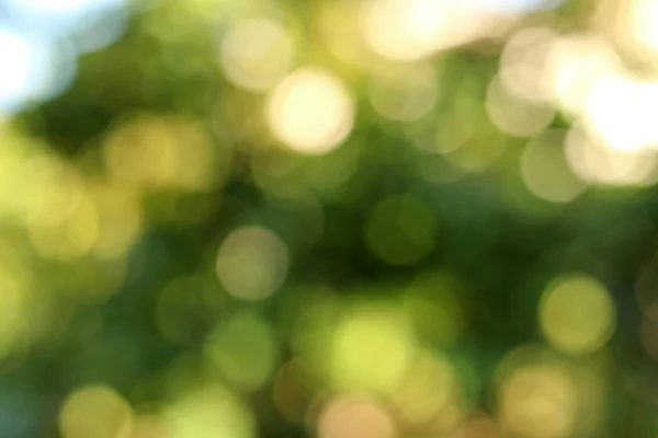 Природний Боке Розмитий Зелений Берег Шпалери — стокове фото