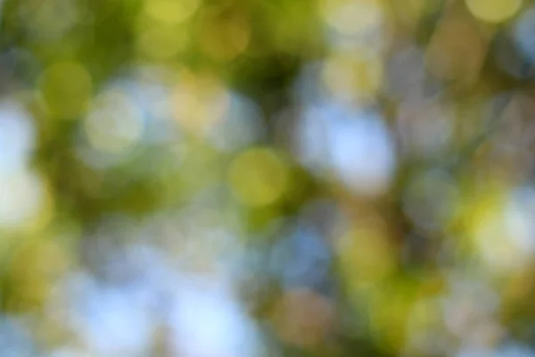 Абстрактний Боке Зелений Фон Зелений Розмитий Фон Розмитість Природному Весняному — стокове фото