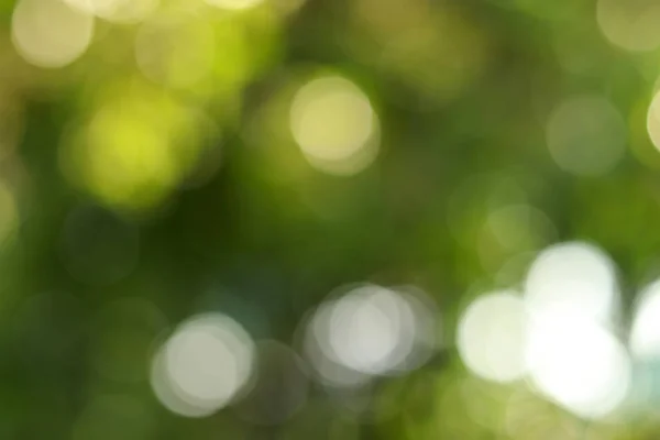 Природний Боке Розмитий Зелений Берег Шпалери — стокове фото