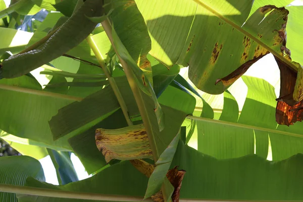 banana leaf and banana stalk tropical banana garden background