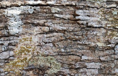 kahverengi ağaç derisi kuru ağaç kahverengi ve kabuk dokusu ve arkaplan