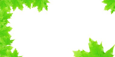 Beyaz arkaplanda sonbahar yapraklarını kopyala. Akçaağaç yaprağı çerçevesi