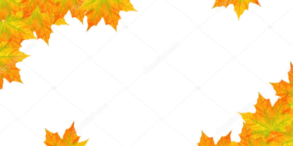 copy space autumn leaves maple on white background. Maple leaf frame