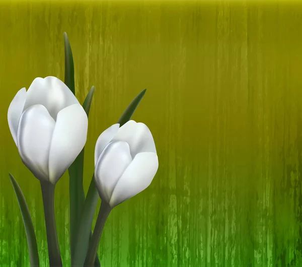 Floral background. Spring flowers. Crocus. — Stock Vector