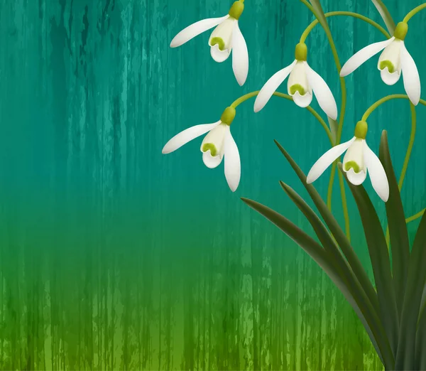 花の背景。春の花。スノー ドロップ. — ストックベクタ