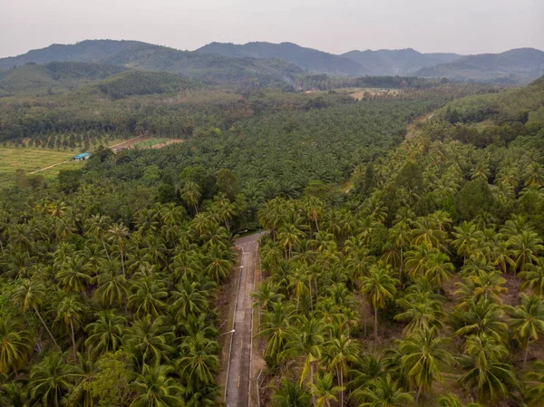 Thung Tako, Chumphon Tajlandia, palmy z góry w południowej części Tajalnd — Zdjęcie stockowe