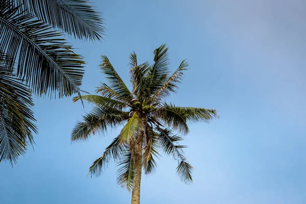 Thung Tako, Chumphon Thailand, palmbomen van bovenaf in het zuidelijke deel van Thaialnd — Stockfoto
