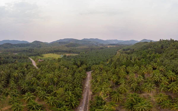 Thung Tako, Chumphon Tajlandia, palmy z góry w południowej części Tajalnd — Zdjęcie stockowe