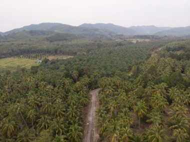 Thung Tako, Chumphon Tayland, Tayland 'ın güneyindeki palmiye ağaçları.