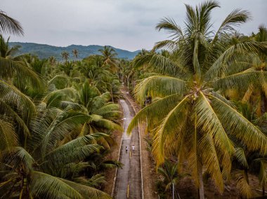 Thung Tako, Chumphon Tayland, Tayland 'ın güneyinde tepeden palmiye ağaçları, yolda bir çift.