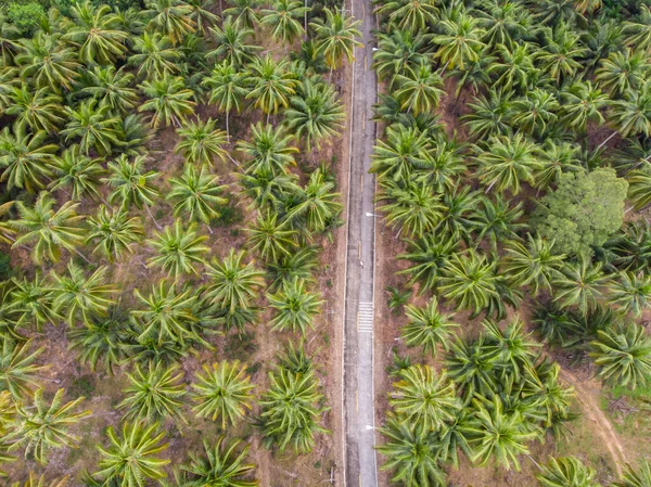 Thung Tako, Chumphon Tajlandia, palmy z góry w południowej części Tajalnd, para na drodze — Zdjęcie stockowe