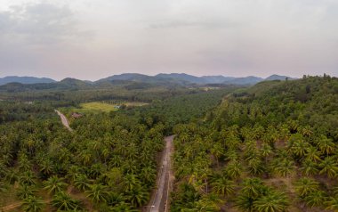 Thung Tako , Chumphon Thailand, palm trees from above at the southern part of Thaialnd, drone aerial view palm tree
