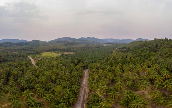 Thung Tako, Chumphon Tajlandia, palmy z góry w południowej części Tajalnd, Dron powietrza widok palmy — Zdjęcie stockowe