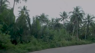 Chumphon Thailand, road with palm trees at the province of Chumpon, huge palm coconut trees